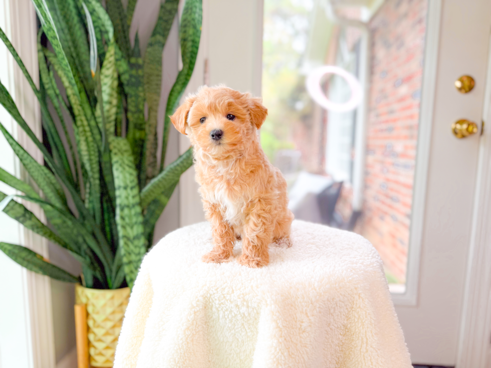 Cute Maltipoo Baby