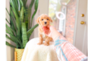 Cute Maltipoo Poodle Mix Pup