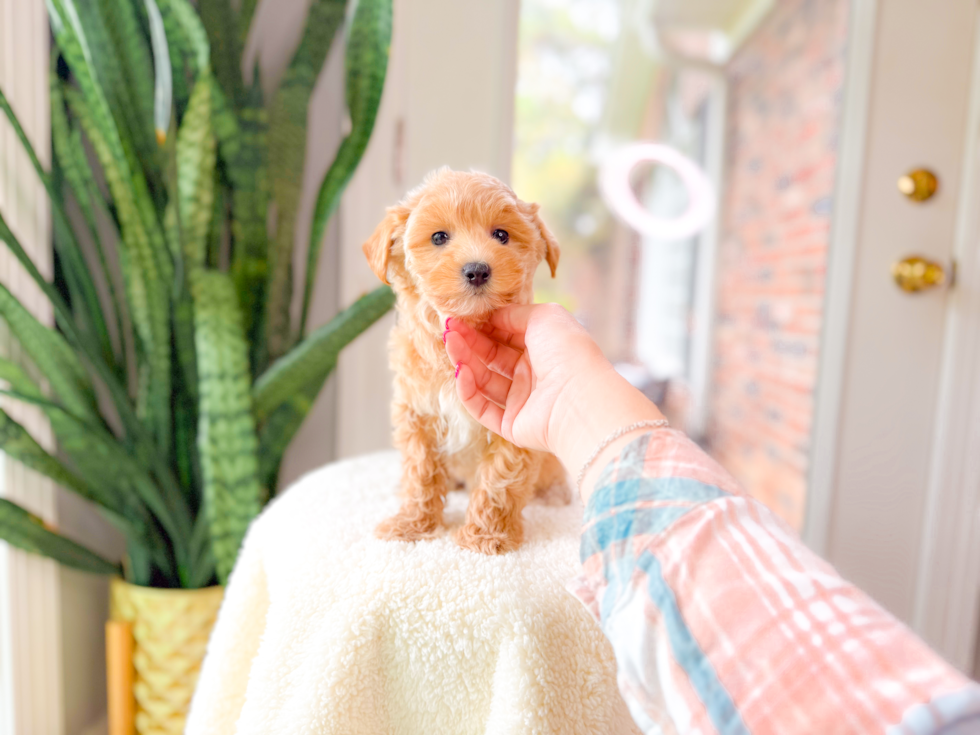 Cute Maltipoo Poodle Mix Pup