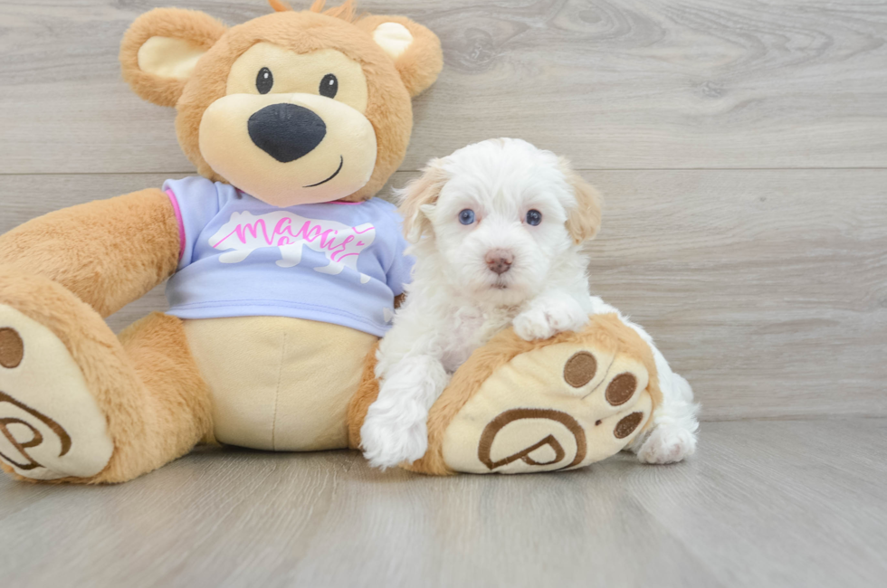 5 week old Maltipoo Puppy For Sale - Simply Southern Pups