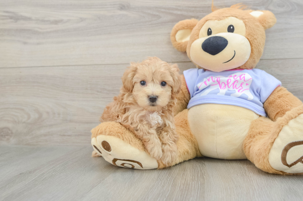 5 week old Maltipoo Puppy For Sale - Simply Southern Pups
