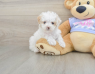 8 week old Maltipoo Puppy For Sale - Simply Southern Pups
