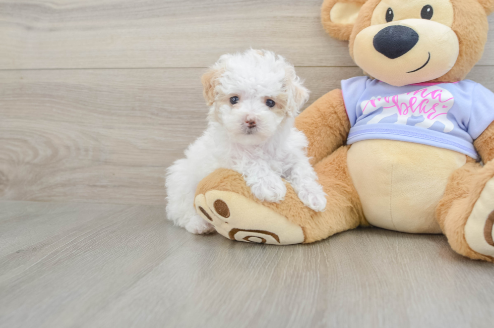 7 week old Maltipoo Puppy For Sale - Simply Southern Pups