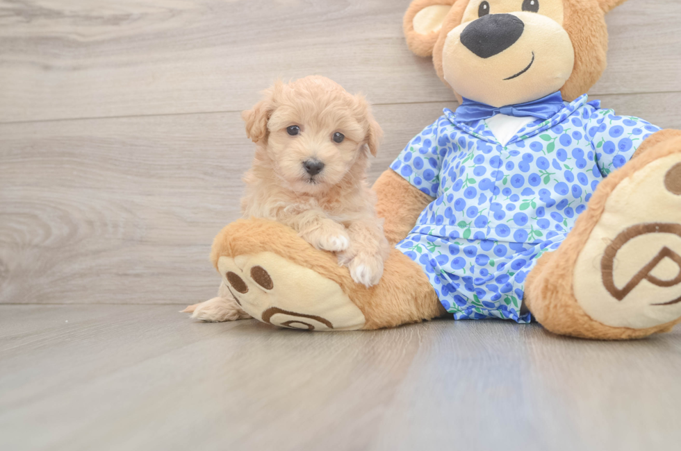 5 week old Maltipoo Puppy For Sale - Simply Southern Pups