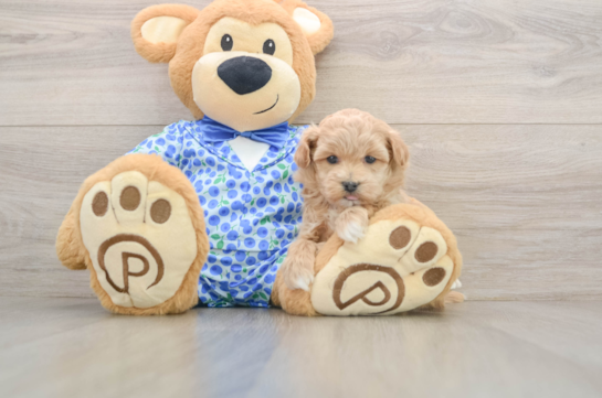 Little Malt Oodle Poodle Mix Puppy