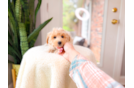 Cute Malt a Poo Poodle Mix Puppy