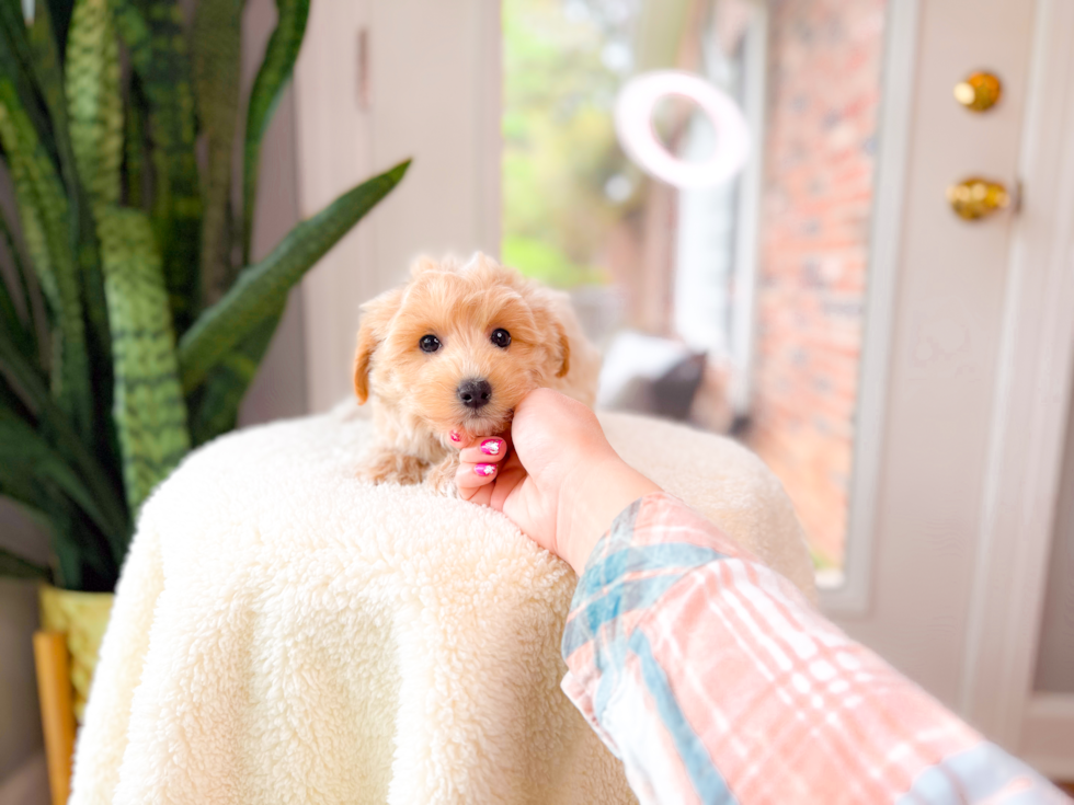 Cute Malt a Poo Poodle Mix Puppy