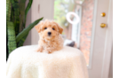 Maltipoo Pup Being Cute