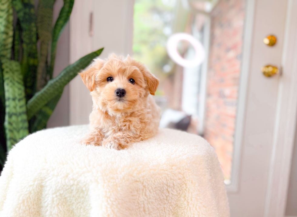 Maltipoo Pup Being Cute