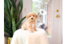 Cute Maltipoo Baby