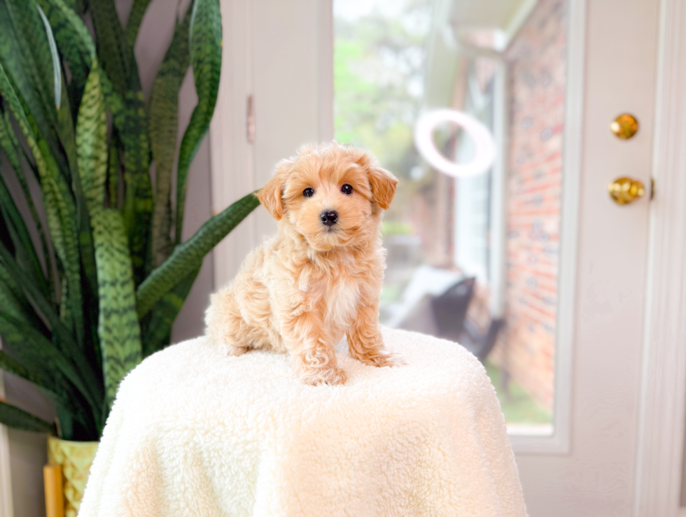 Cute Maltipoo Baby