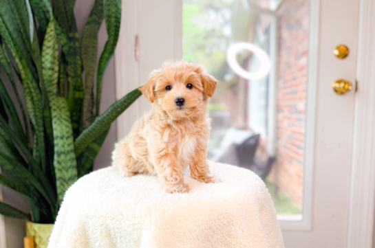 Cute Maltipoo Baby