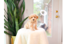 Cute Maltipoo Poodle Mix Pup