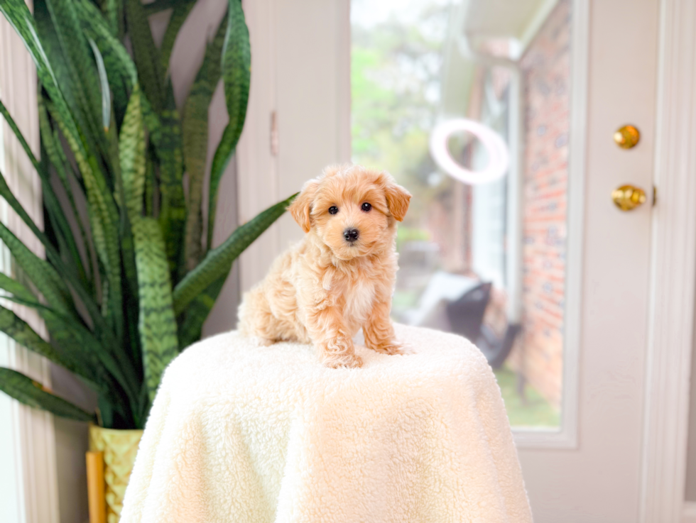 Cute Maltipoo Poodle Mix Pup