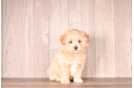 Cute Maltipoo Poodle Mix Pup