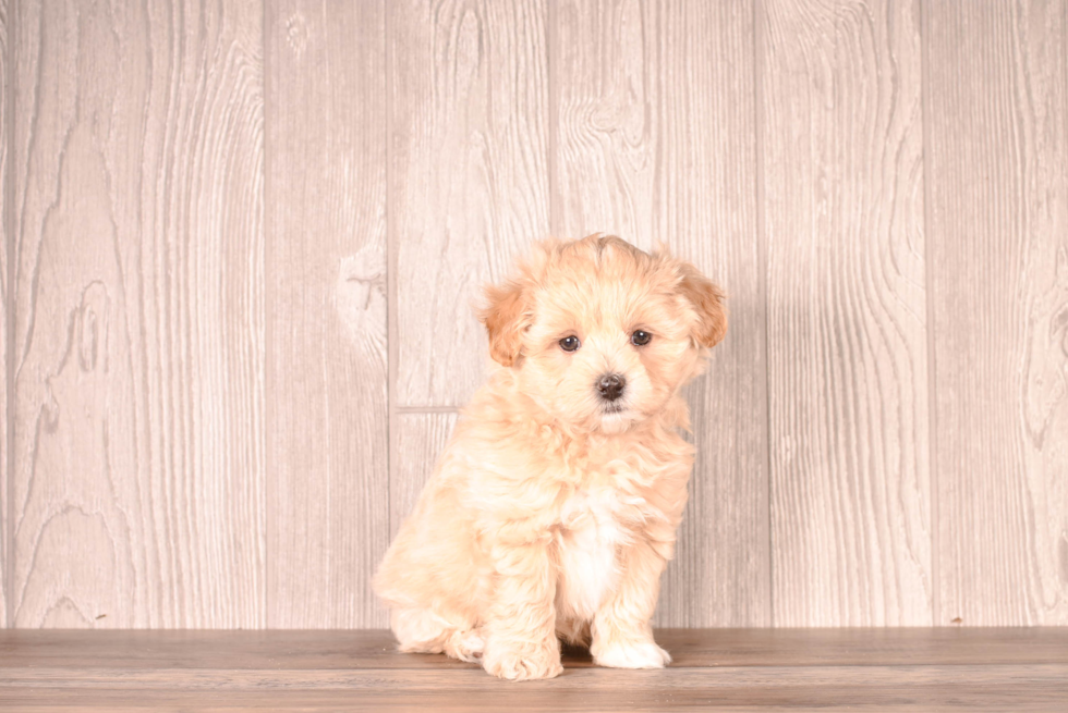 Cute Maltipoo Poodle Mix Pup