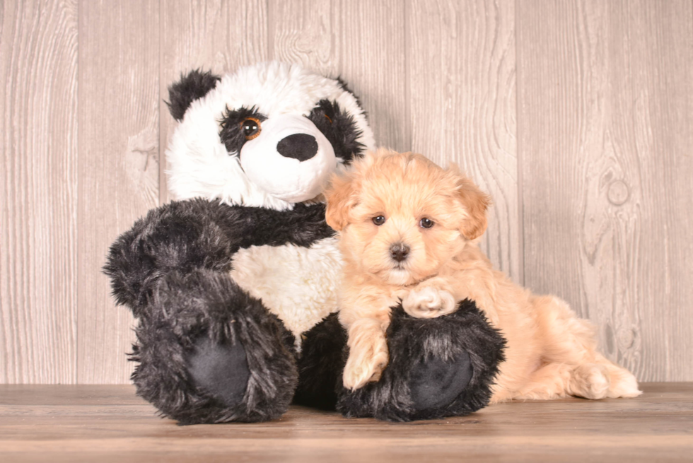 Cute Maltipoo Poodle Mix Pup