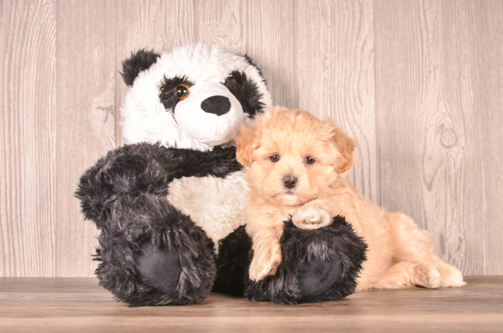 6 week old Maltipoo Puppy For Sale - Simply Southern Pups