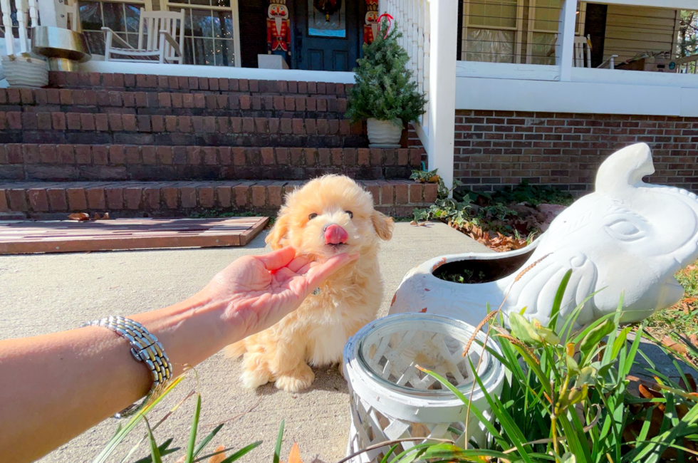 8 week old Maltipoo Puppy For Sale - Simply Southern Pups