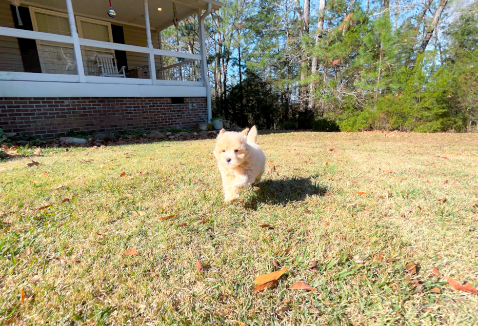 Cute Malt a Poo Poodle Mix Puppy