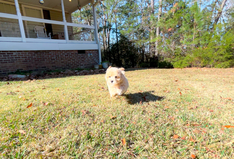 Cute Malt a Poo Poodle Mix Puppy