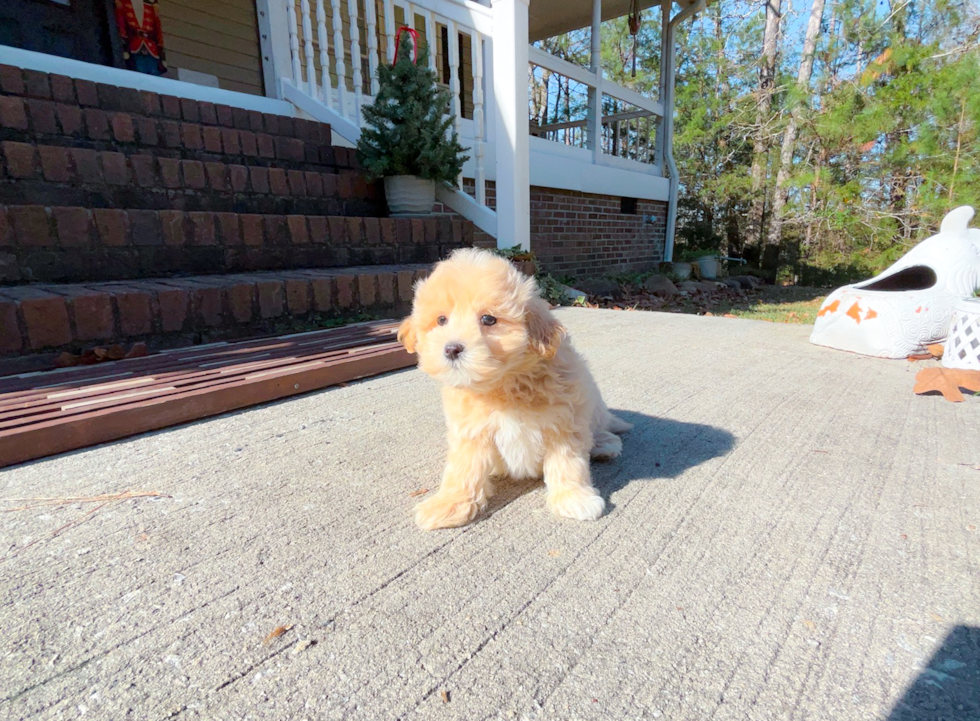 Maltipoo Pup Being Cute