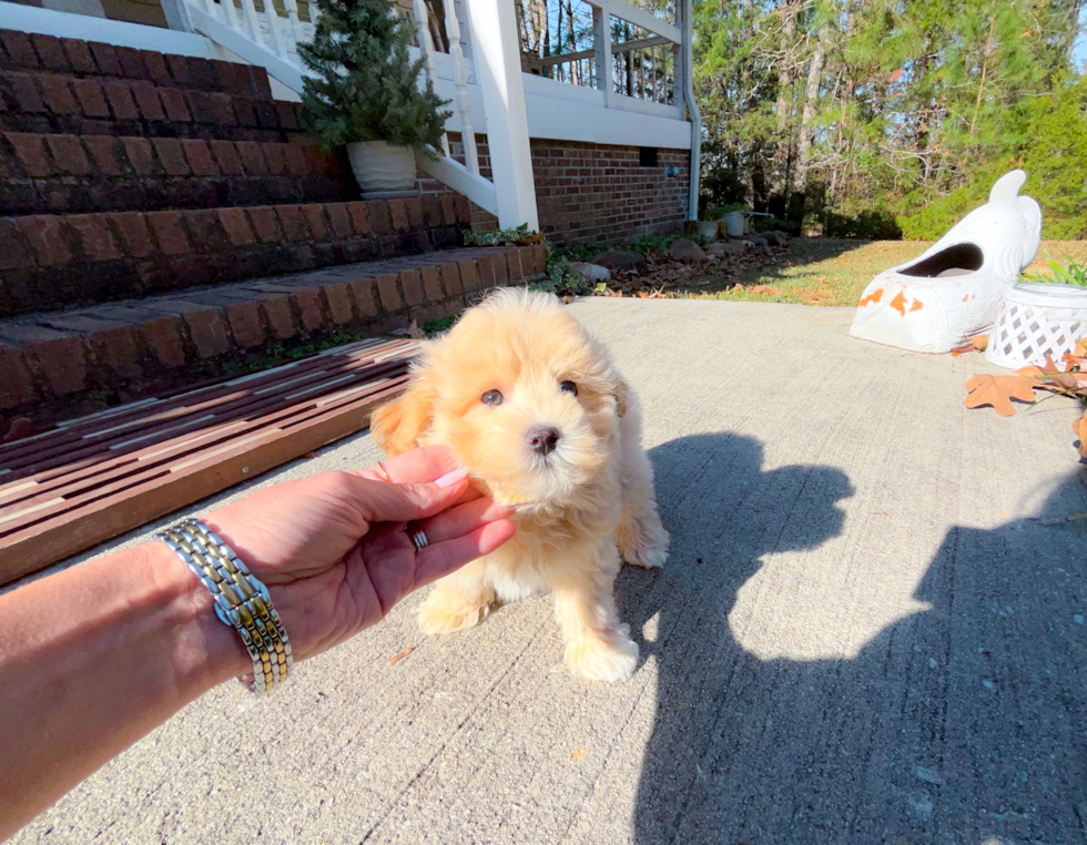 Cute Maltipoo Baby