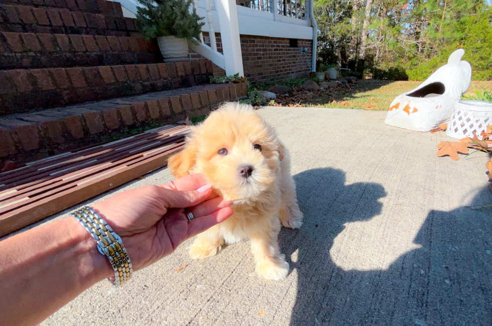 9 week old Maltipoo Puppy For Sale - Simply Southern Pups