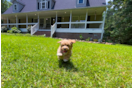 Cute Maltipoo Baby
