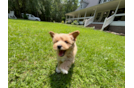 Cute Maltipoo Baby