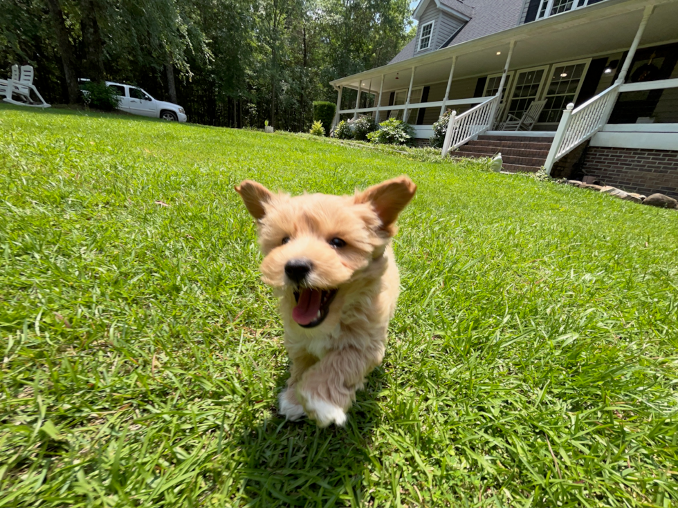 Cute Maltipoo Baby
