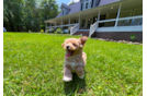 Cute Maltipoo Poodle Mix Pup