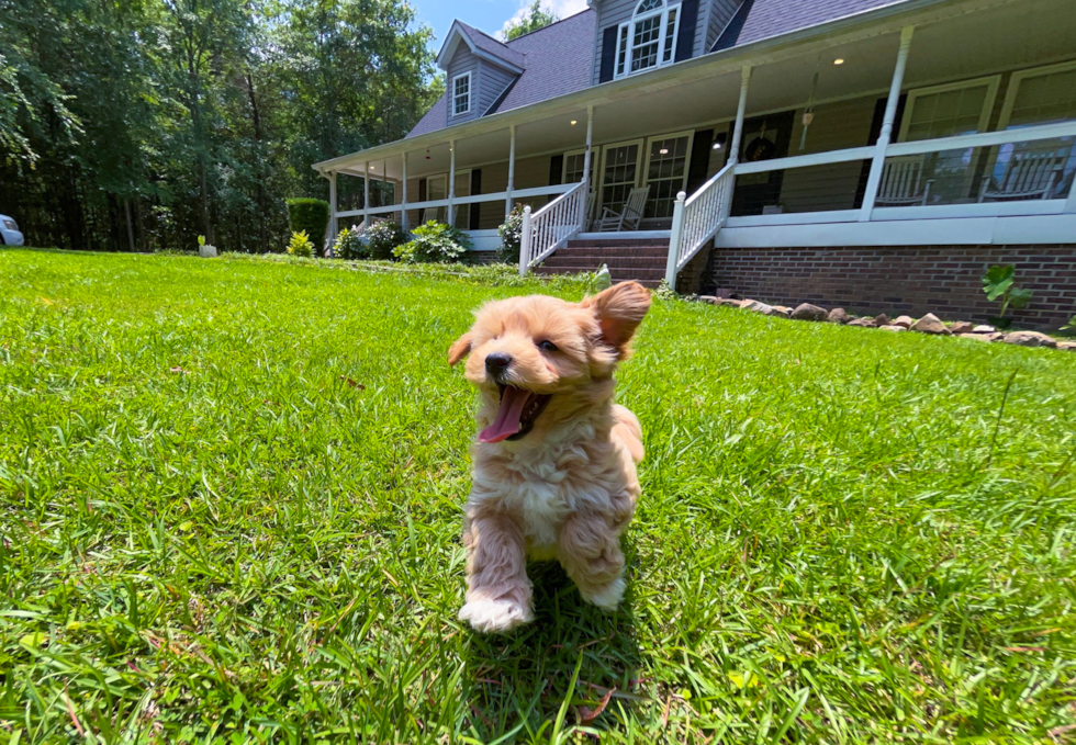 Cute Maltipoo Poodle Mix Pup