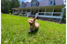 Best Maltipoo Baby