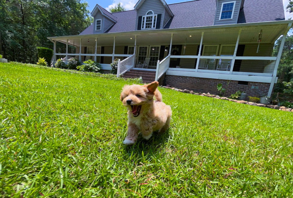 Best Maltipoo Baby