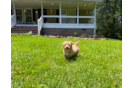 Cute Malt a Poo Poodle Mix Puppy
