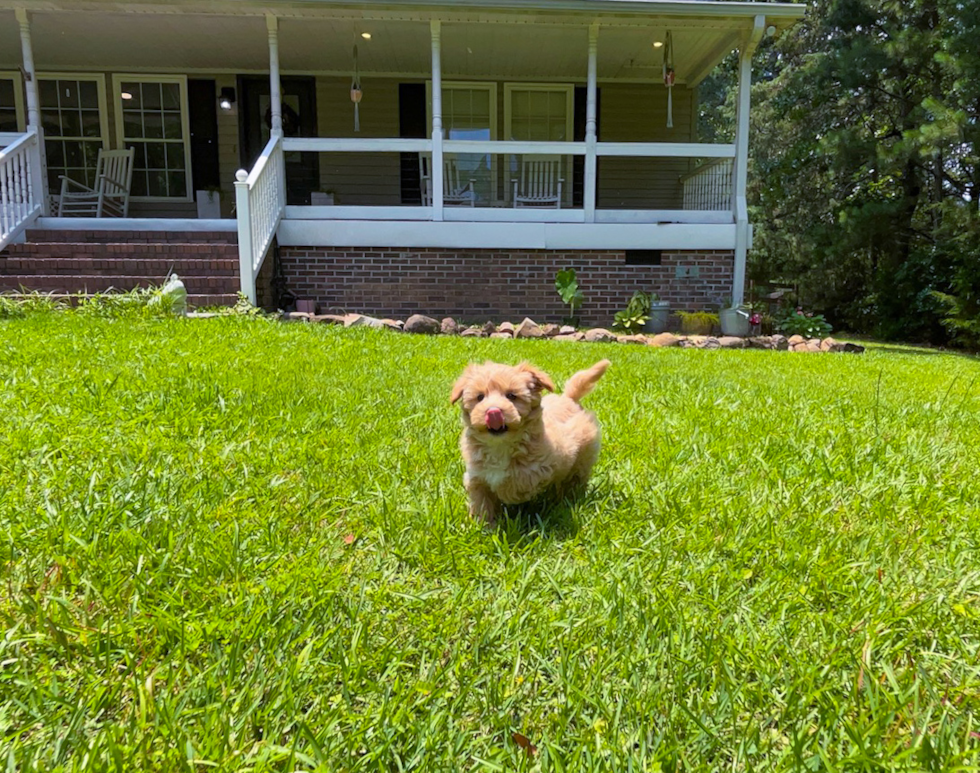 Cute Malt a Poo Poodle Mix Puppy