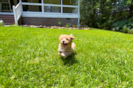 Cute Maltipoo Baby
