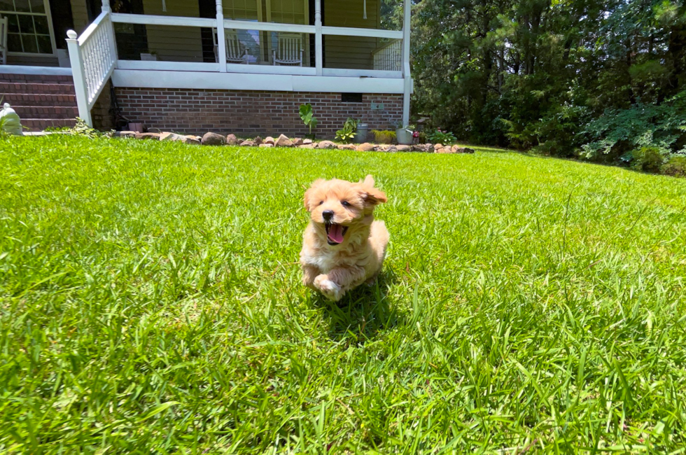 Cute Maltipoo Baby
