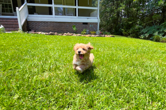 Cute Maltipoo Poodle Mix Pup