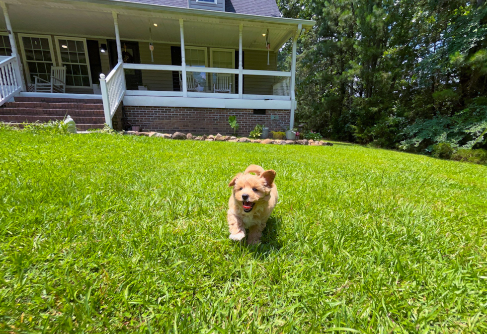 Best Maltipoo Baby