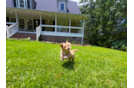 Maltipoo Puppy for Adoption