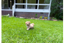 Maltipoo Pup Being Cute