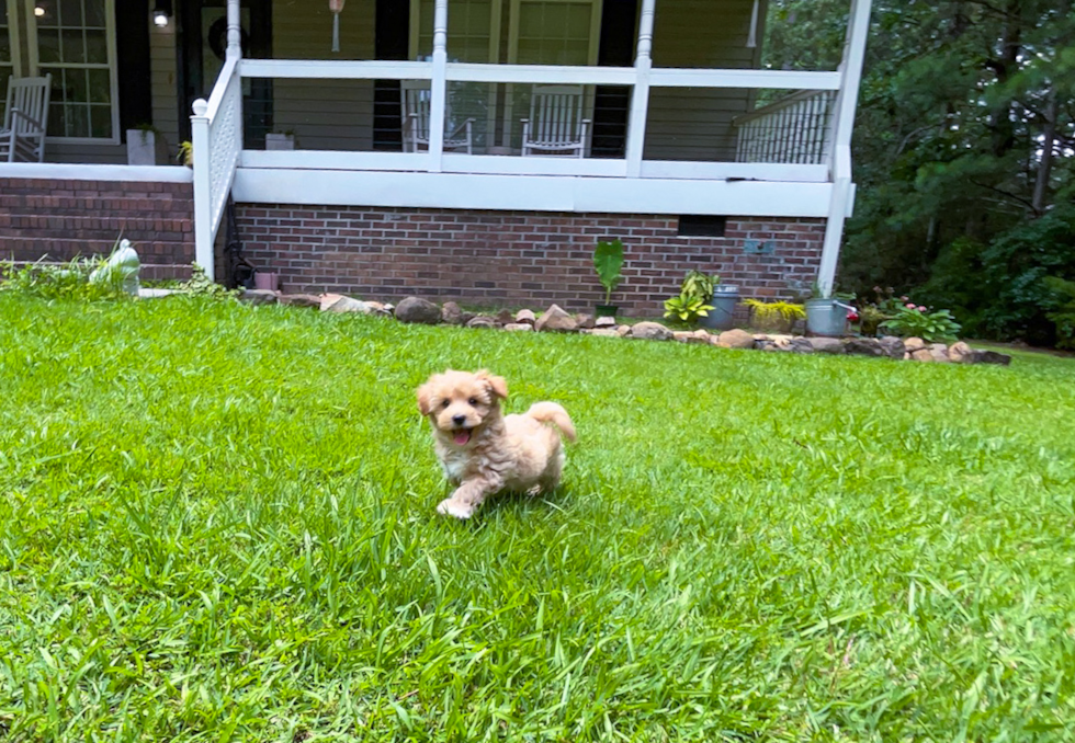 Maltipoo Pup Being Cute