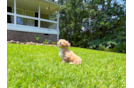 Best Maltipoo Baby