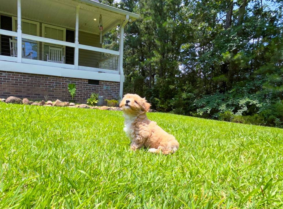 Best Maltipoo Baby