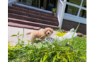 Cute Maltipoo Baby