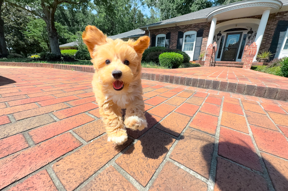 11 week old Maltipoo Puppy For Sale - Simply Southern Pups