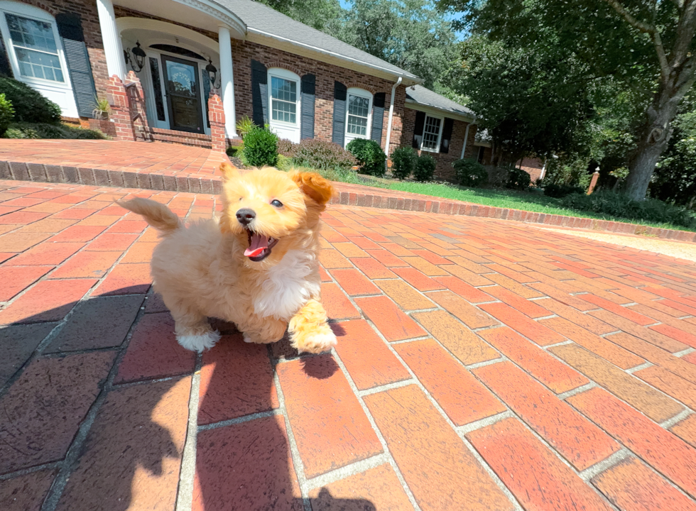 Maltipoo Puppy for Adoption