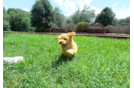 Maltipoo Puppy for Adoption